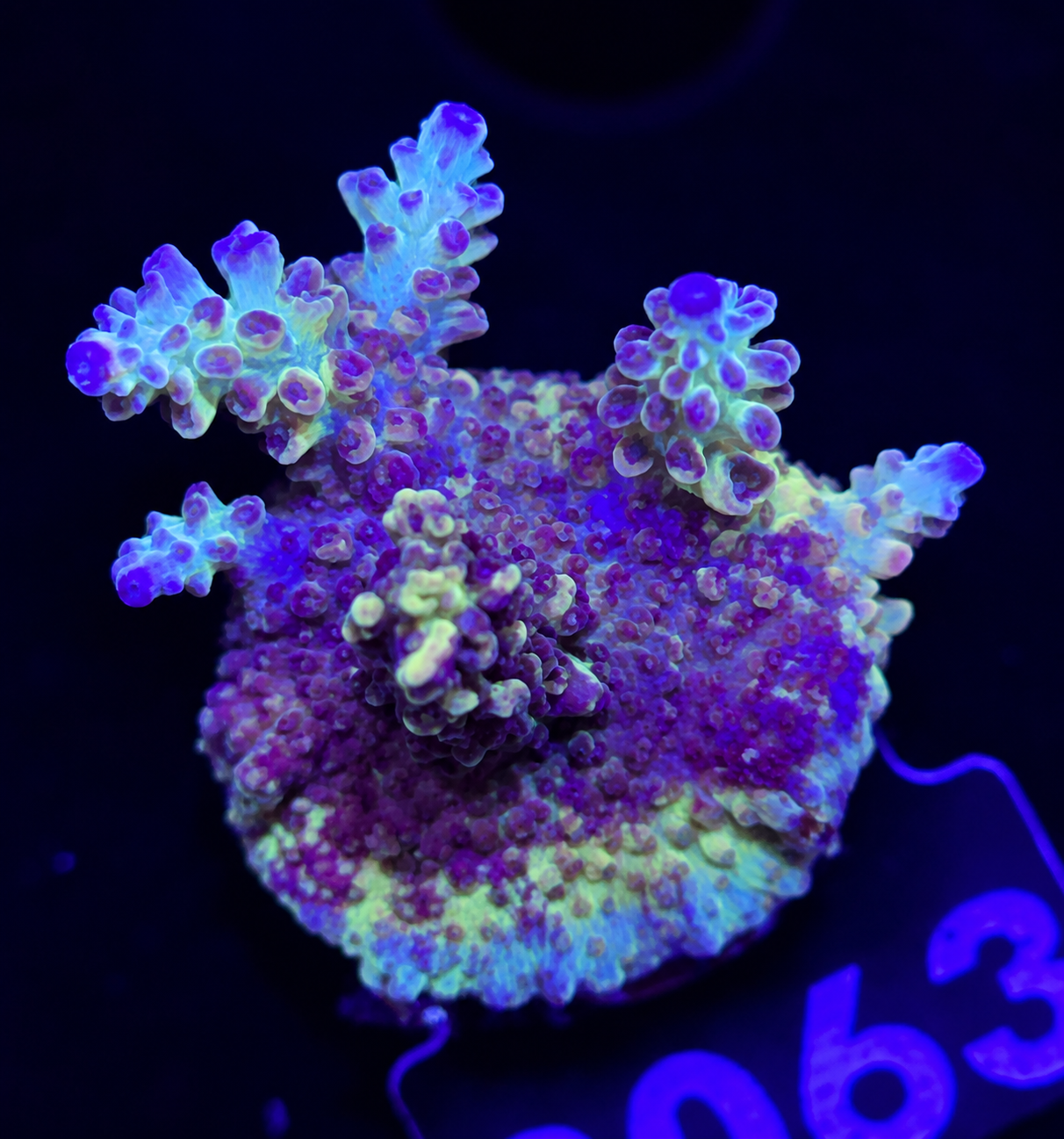 FMC Acropora insignis Blue Tip
