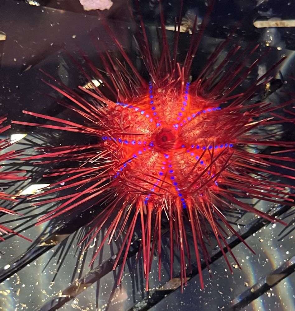 Astropyga Radiata - Roter Diademseeigel