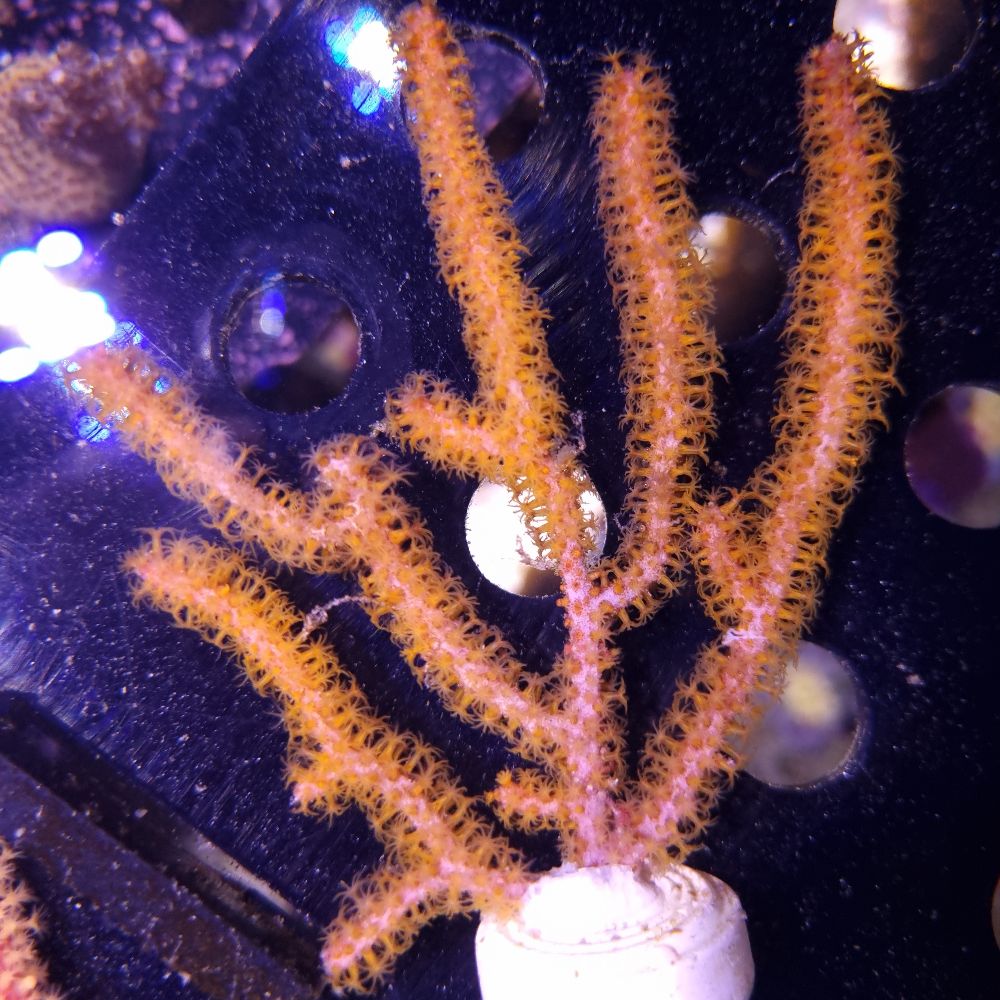 FMC Menella sp. yellow Polyps