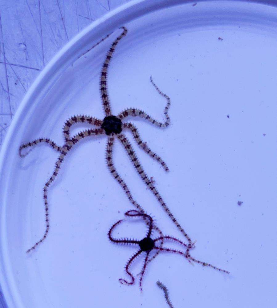 Ophiocomella sp. -  DNZ Schlangenstern 5 Stück, Ø ca 2 cm