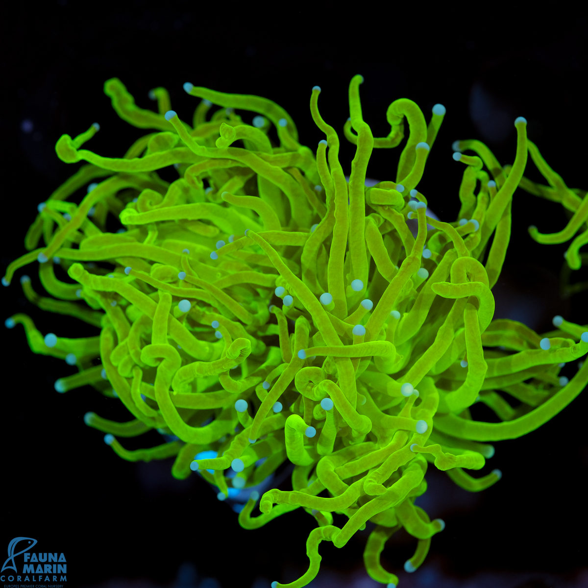 FMC Euphyllia glabrescens Holy Grail B 2 Head V