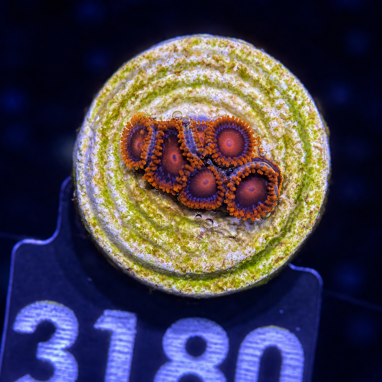 FMC Zoanthus Bam Bam