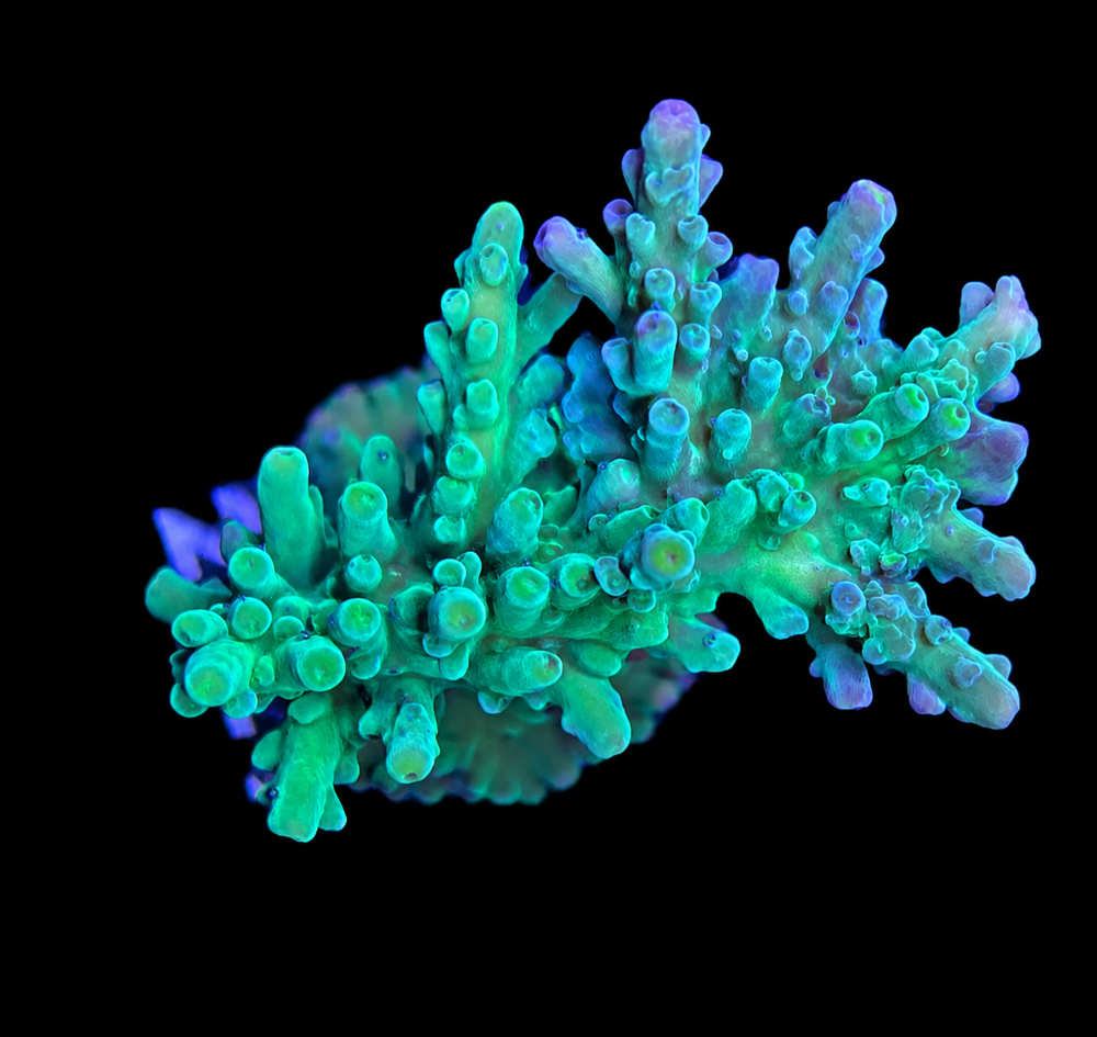 SciReef Acropora austera Grade 1 Twin
