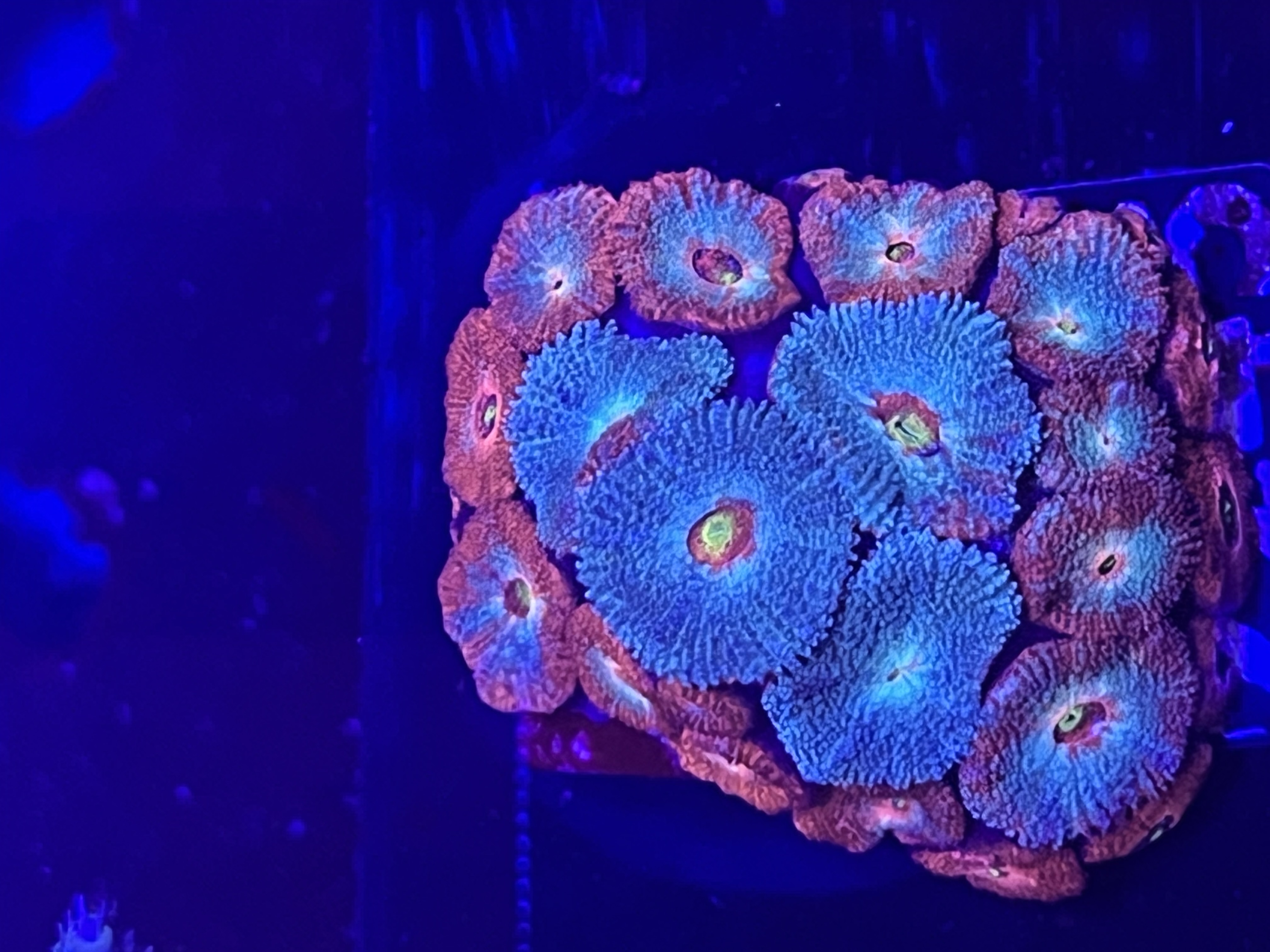 FMC Micromussa amakusensis Dragons eye