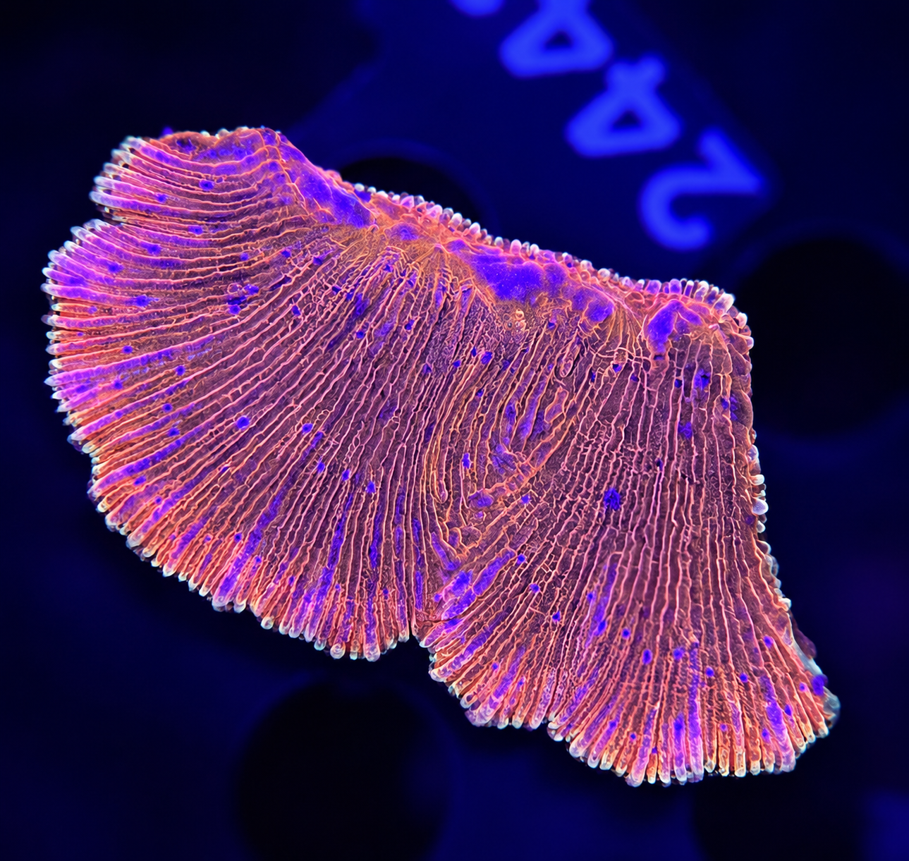 FMC Diaseris fragilis