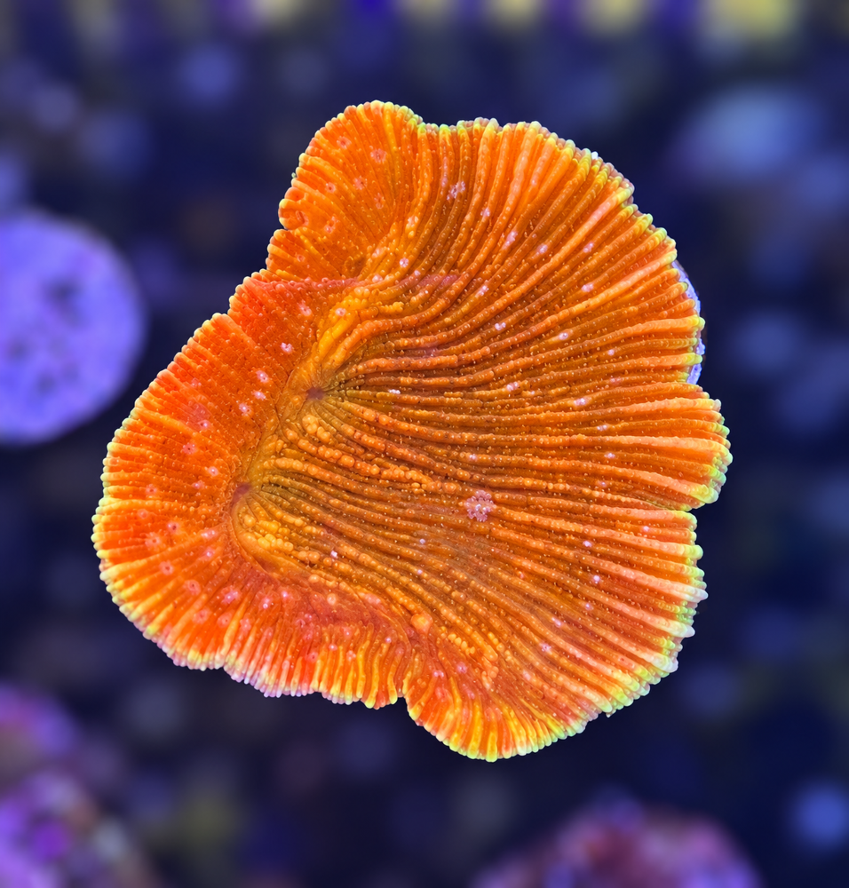 FMC Diaseris fragilis