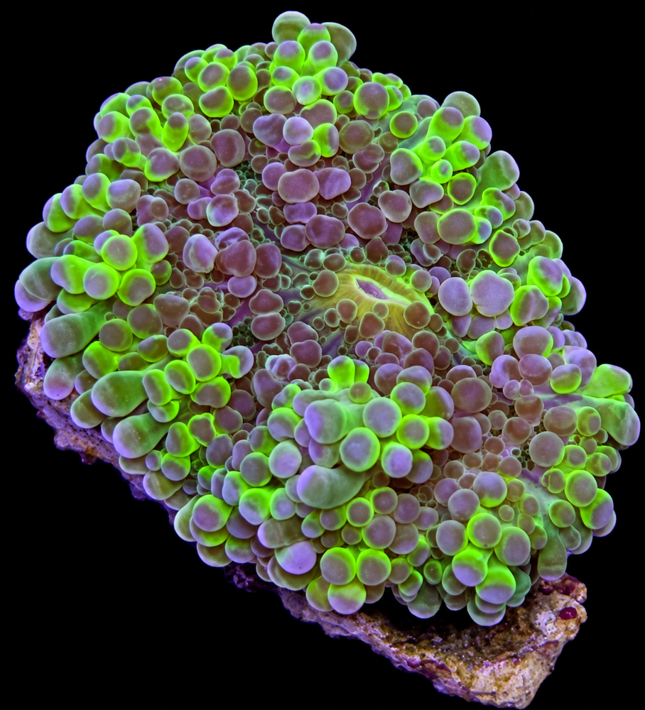 FMC Ricordea yuma green V