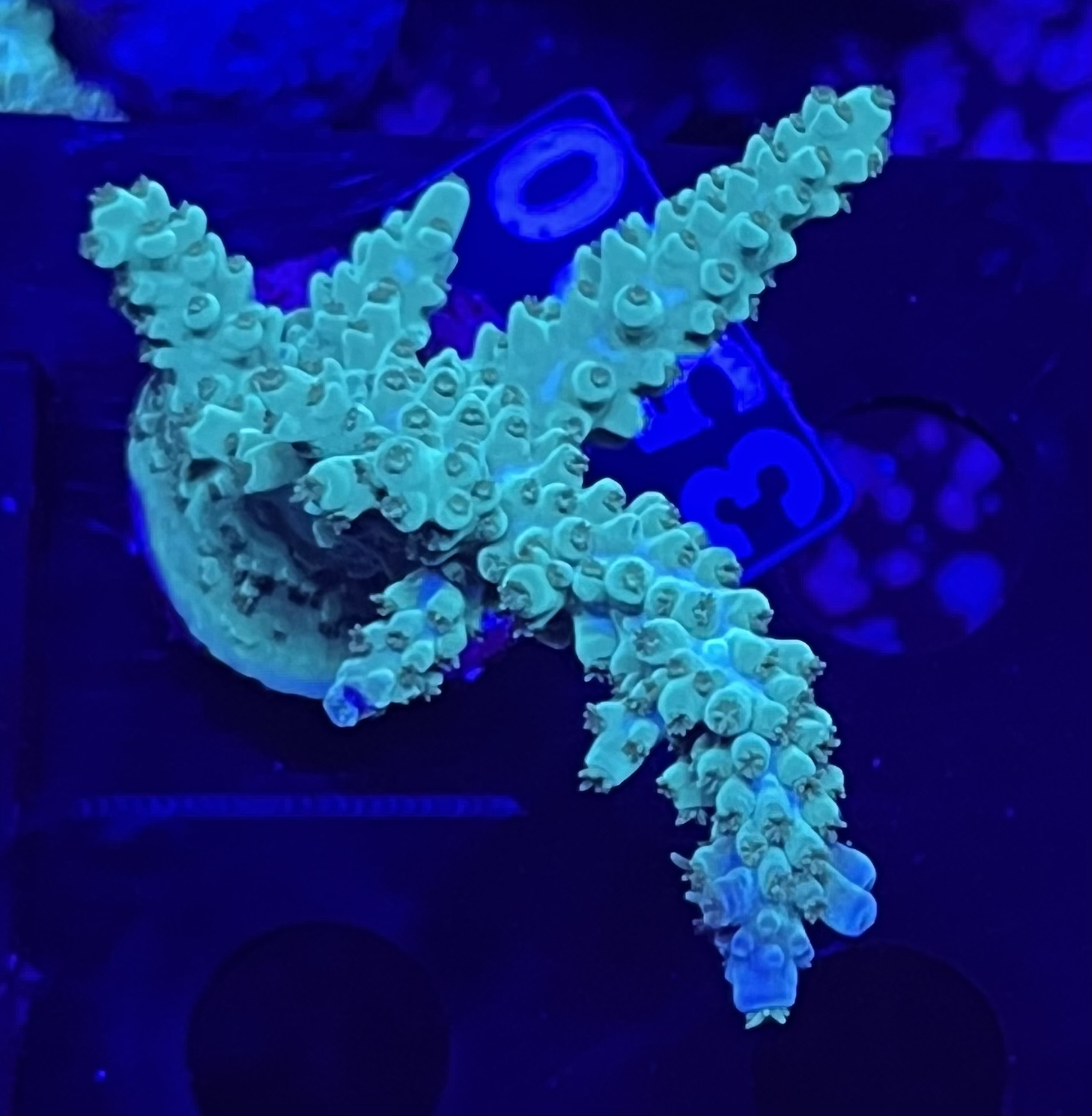 FMC Acropora Staghorn blue tip