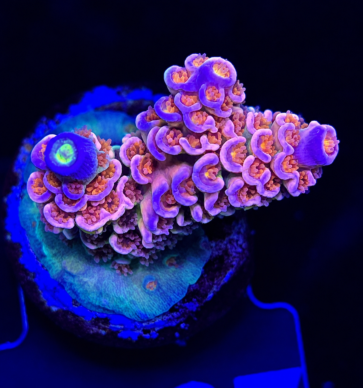 FMC Acropora tenuis pink