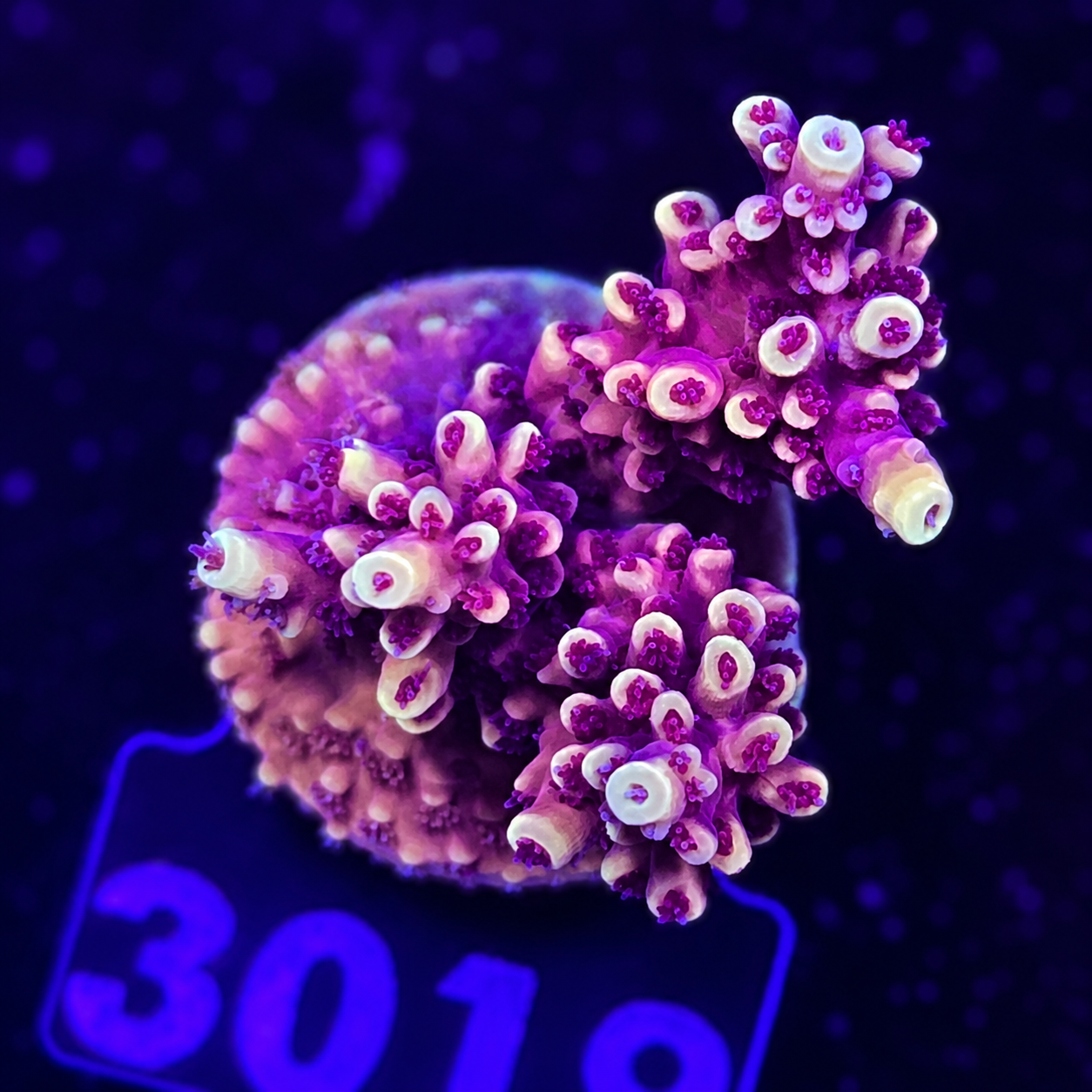 FMC Acropora natalensis Pink Cadillac