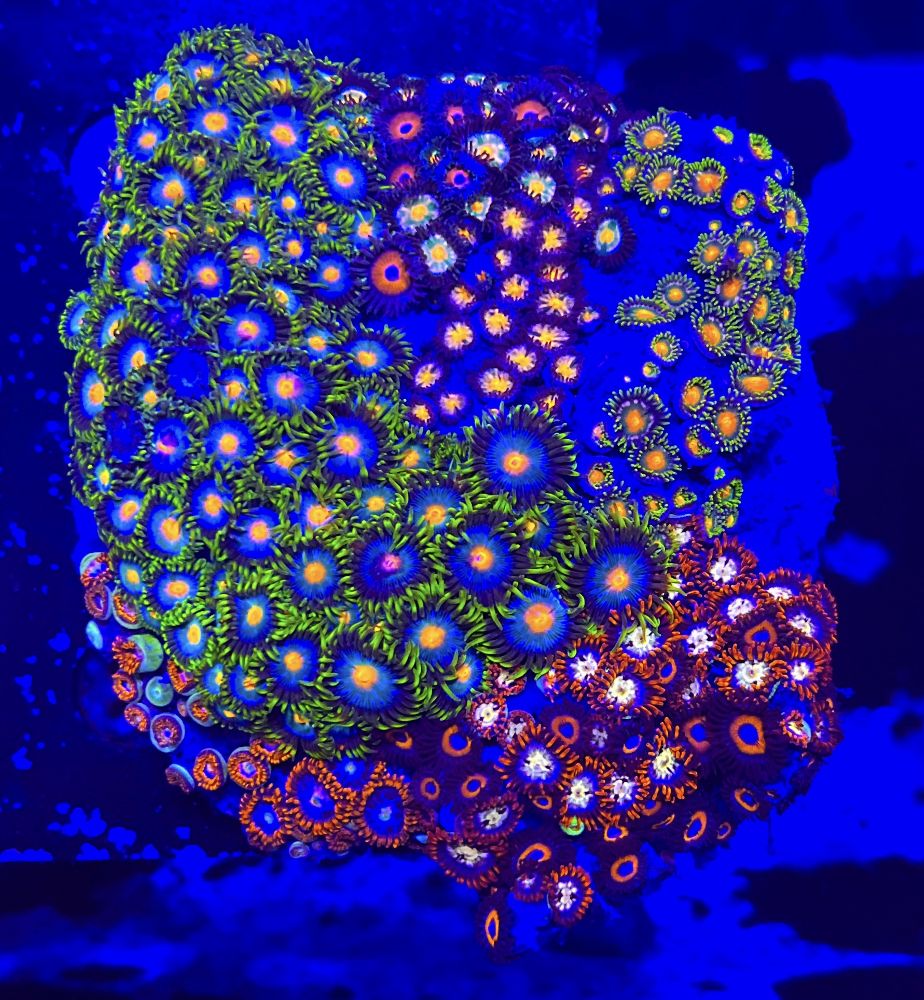 FMC Zoanthus Ultra Garden