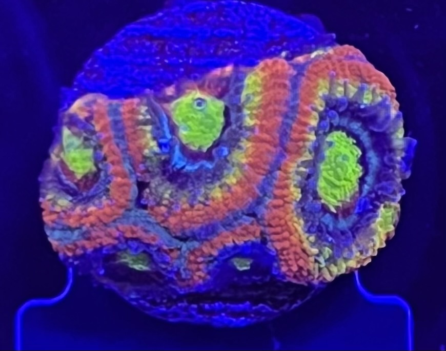 FMC Acanthastrea Micromussa Holy Grail V