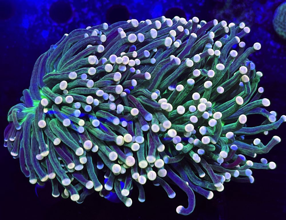 FMC Euphyllia Cristata Joker