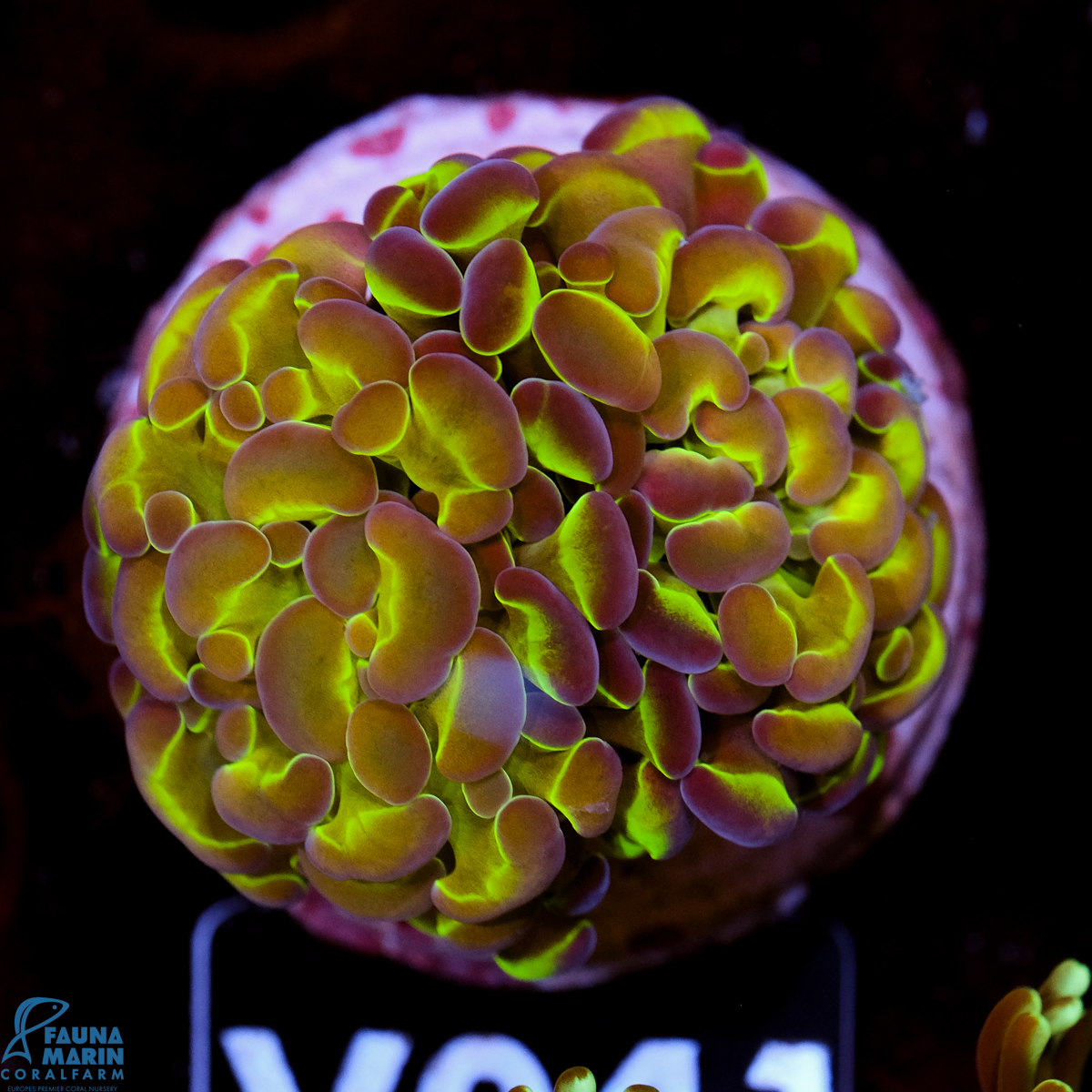 FMC Euphyllia baliensis Fake Hologram 1-2 Polypen V
