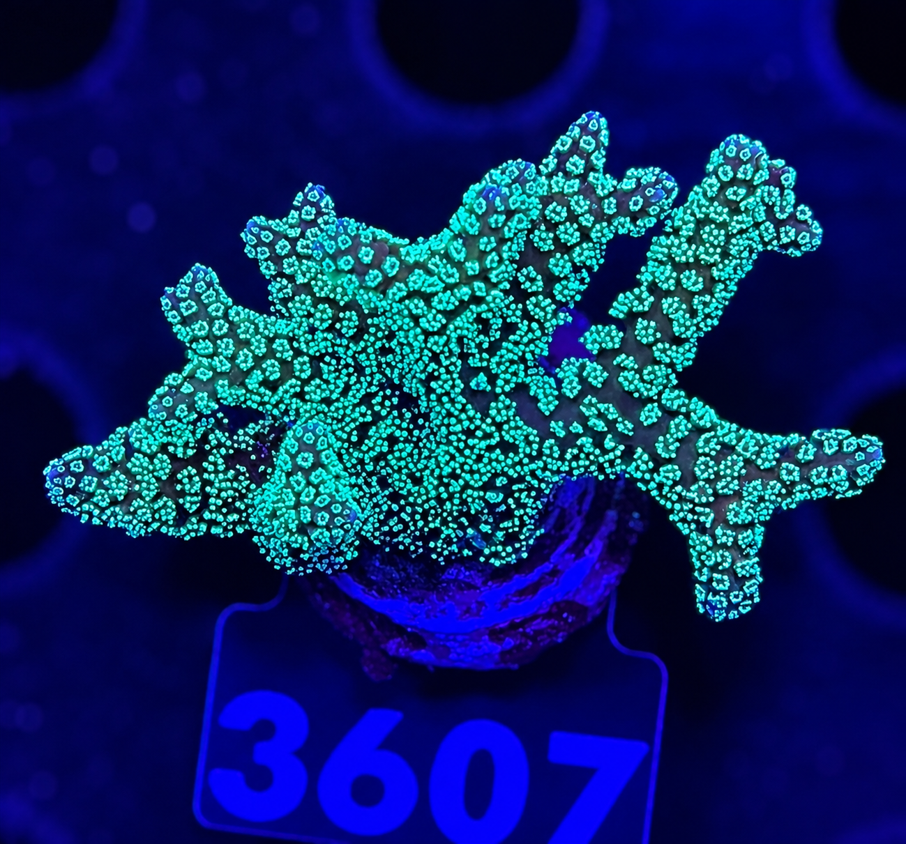 FMC Seriatopora Caliendrum Neon green