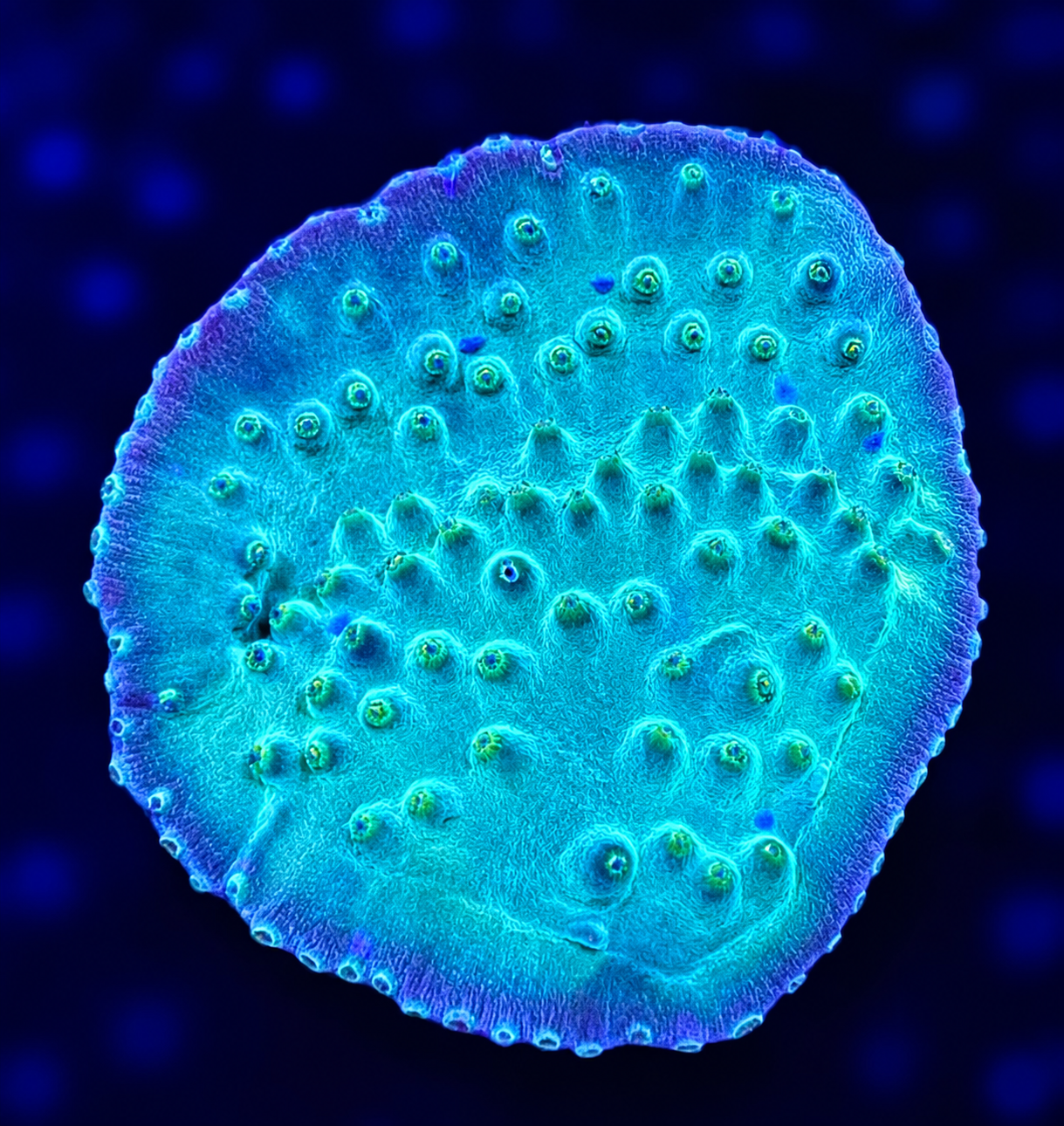 FMC Turbinaria reniformis green