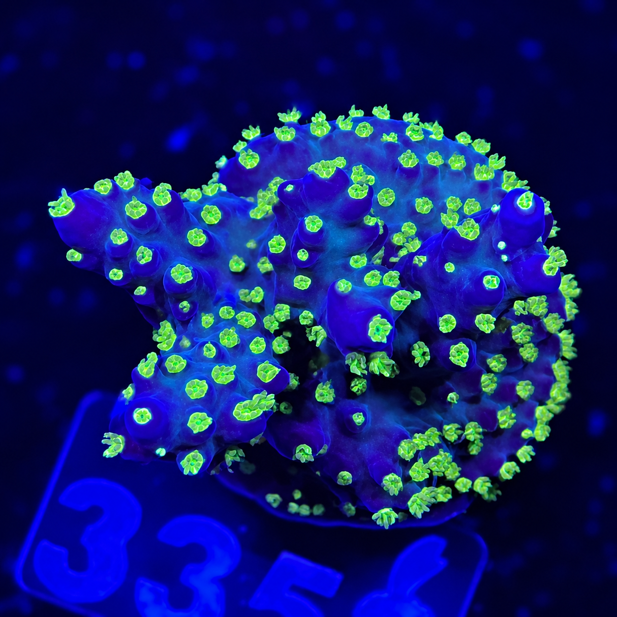 FMC Acropora nana Tricolor