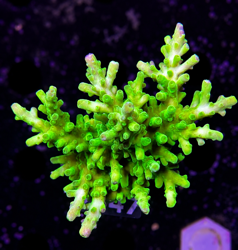 SciReef Acropora Austera Grade2 Twin