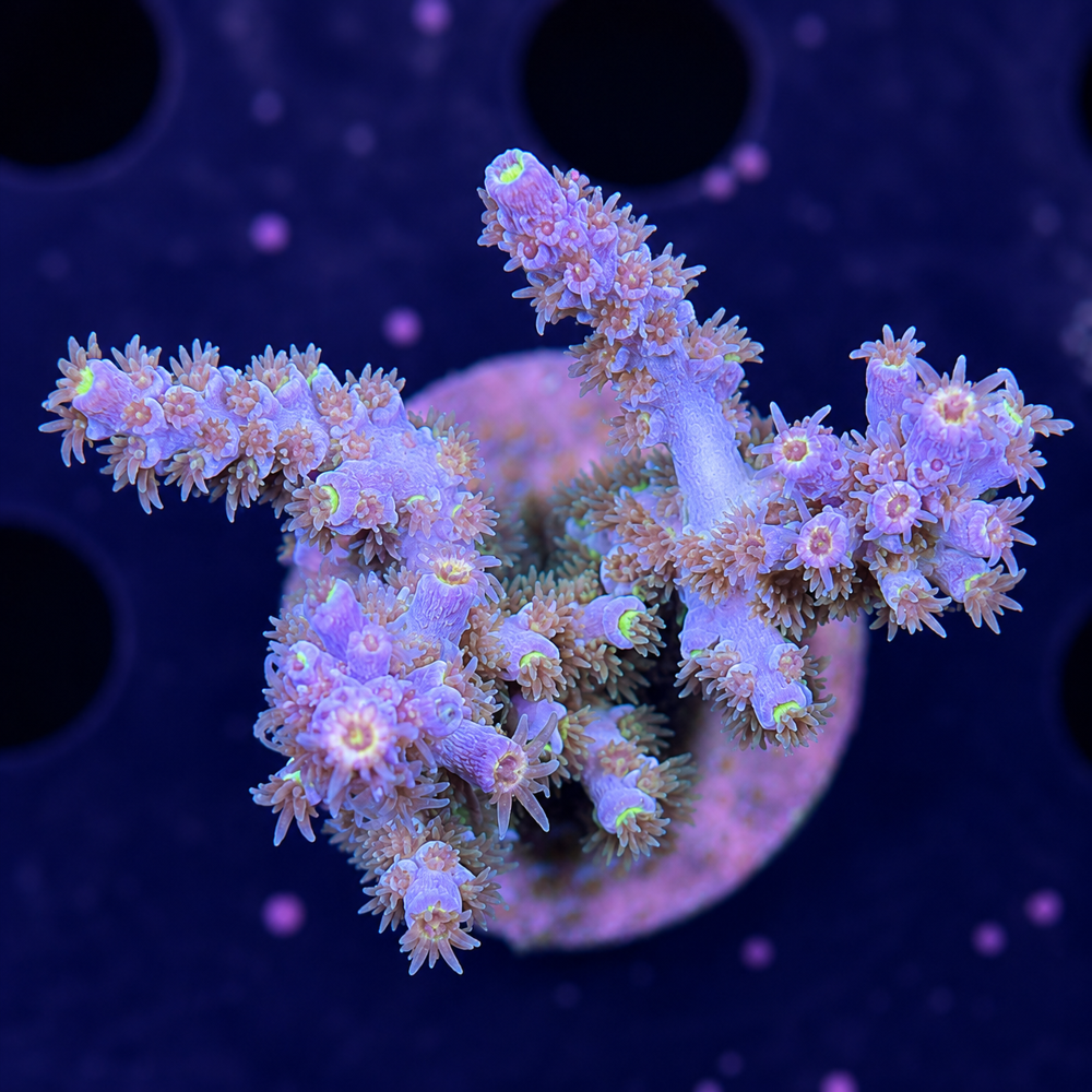 SciReef Acropora kenti Grade 1 Twin
