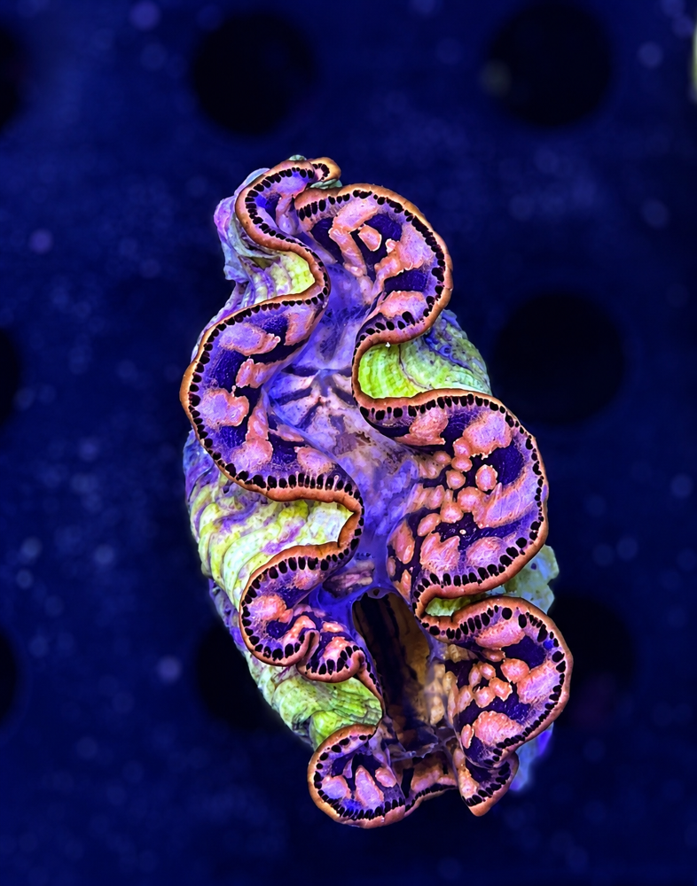 FMC Tridacna maxima