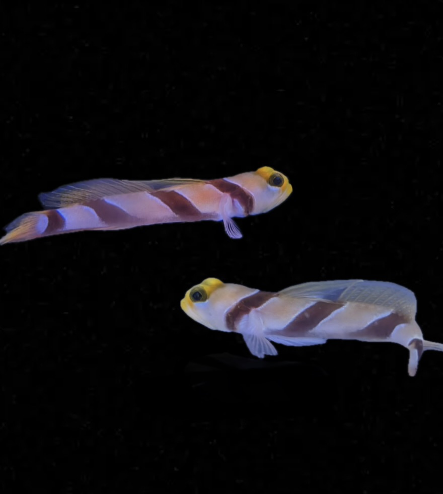 Stonogobiops nematodes -  Lanzen-Symbiosegrundel