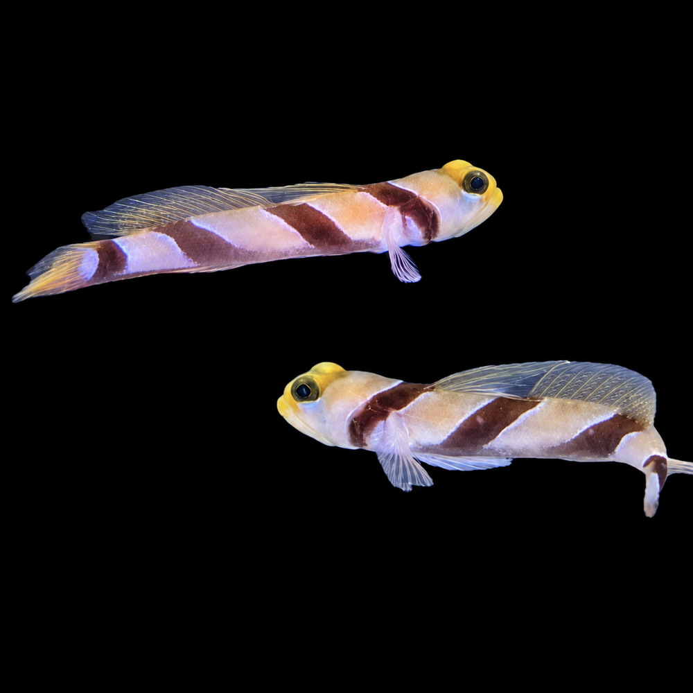 Stonogobiops nematodes -  Lanzen-Symbiosegrundel