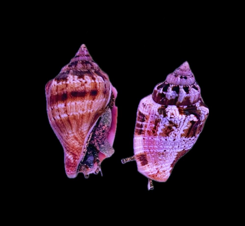 Canarium mutabile - Veränderliche Flügelschnecke 3 - 4 cm