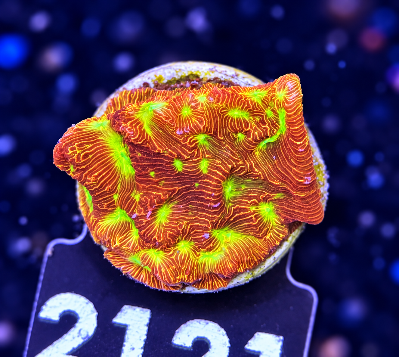 FMC Leptoseris explanata Jack o Lantern