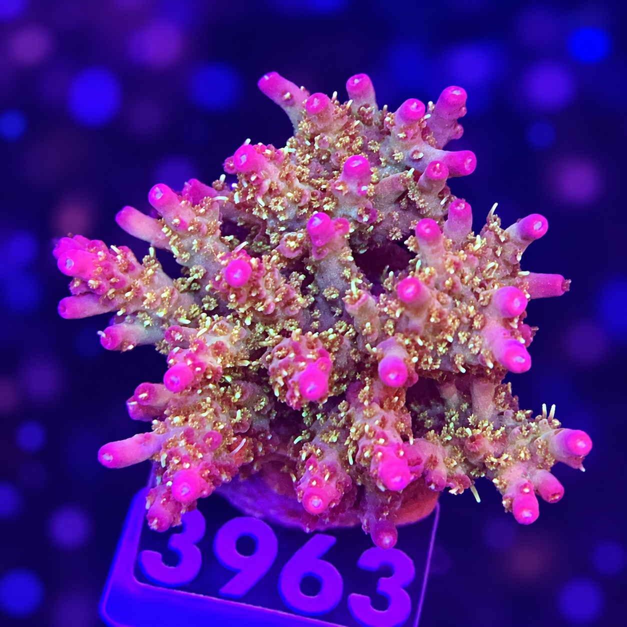 FMC Acropora vividis Confetti