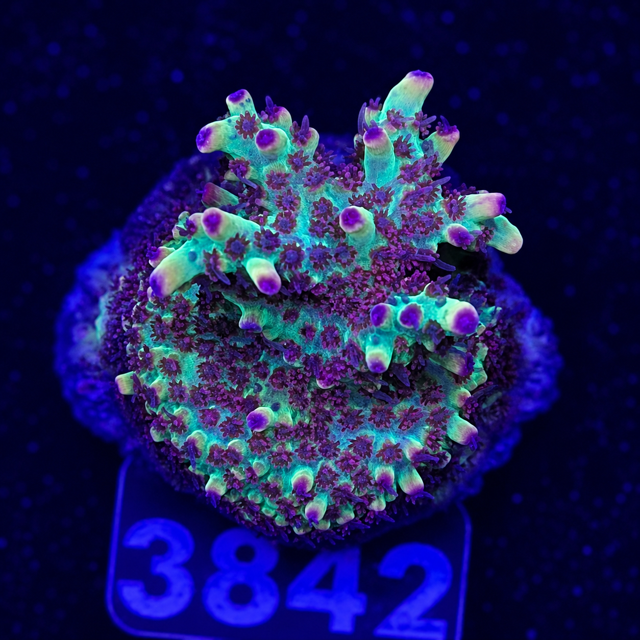 FMC Acropora microclados Strawberry Shortcake