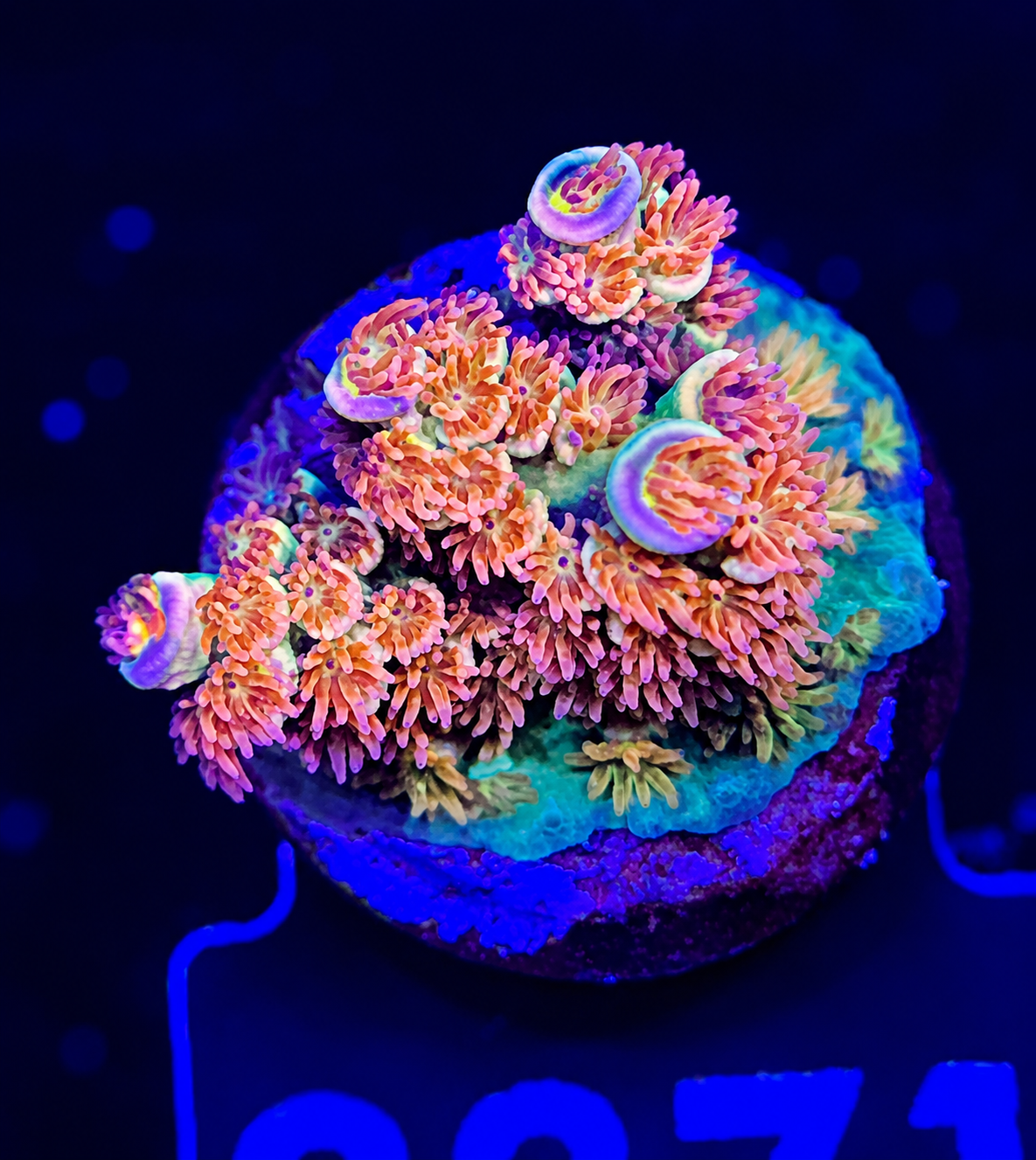 FMC Acropora tenuis
