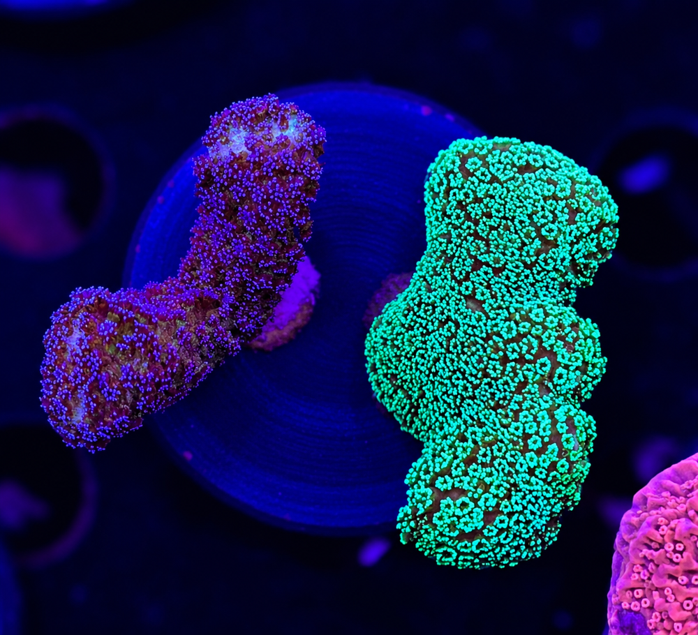 FMC Stylophora double + Coral Mount