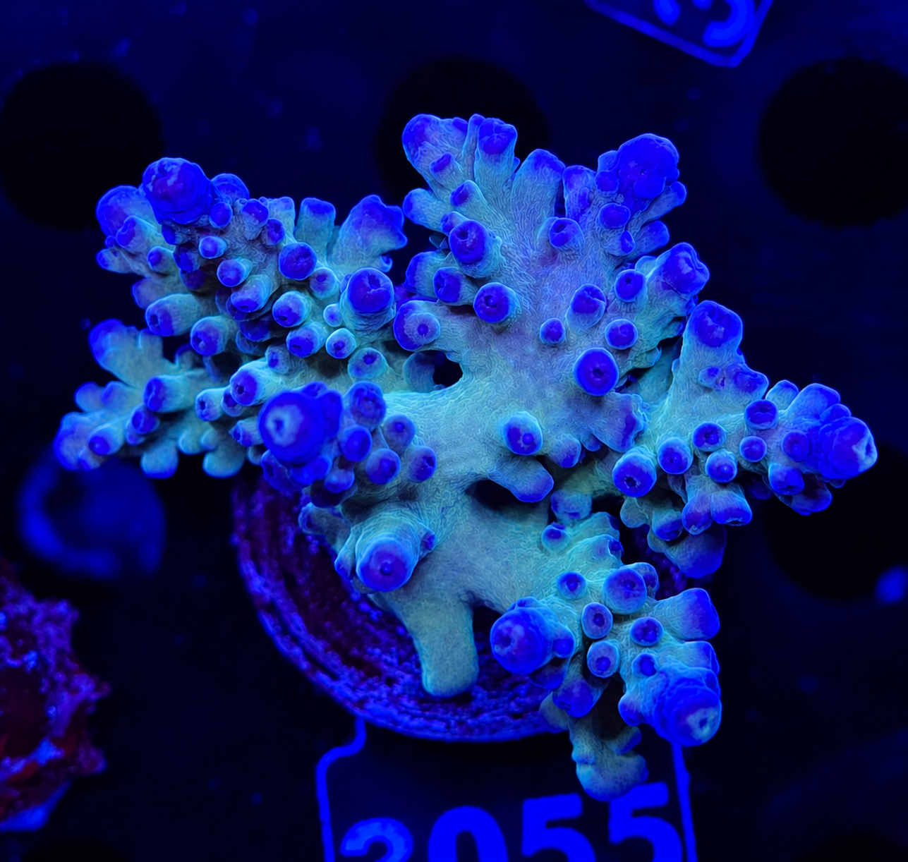 FMC Acropora austera Electric Miyagi