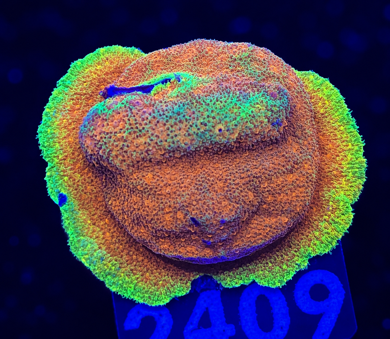 FMC Psammocora Watermelon