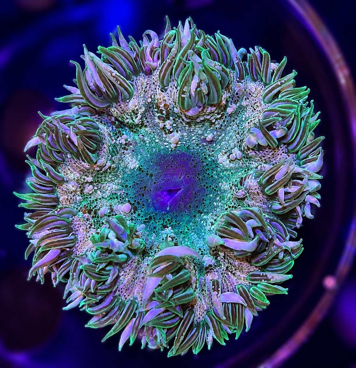 FMC Phymanthus Crucifer Rockanemone