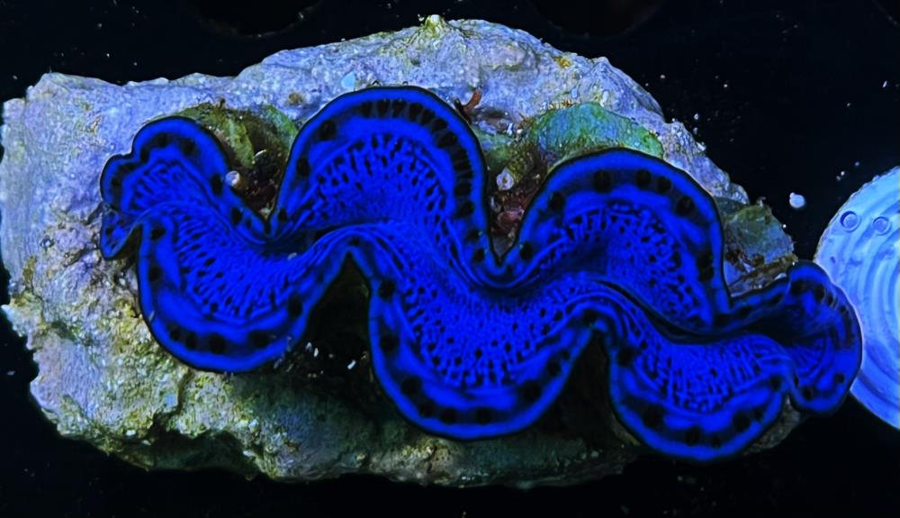 FMC Tridacna maxima