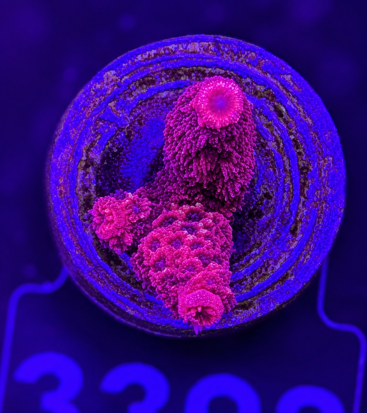 FMC Acropora Millepora red