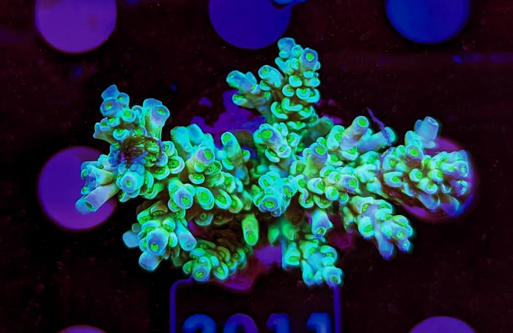 FMC Acropora tenuis
