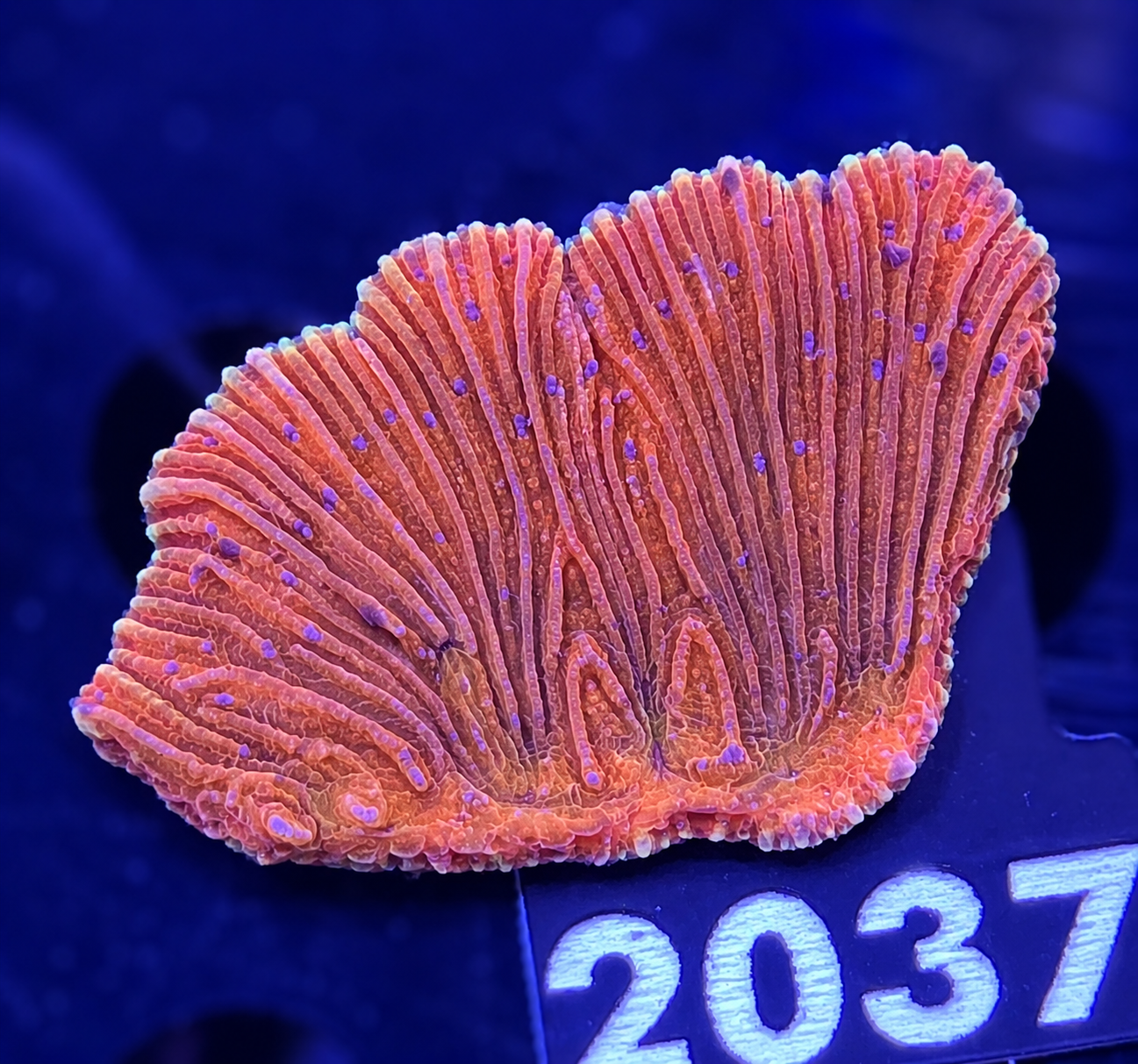 FMC Diaseris fragilis