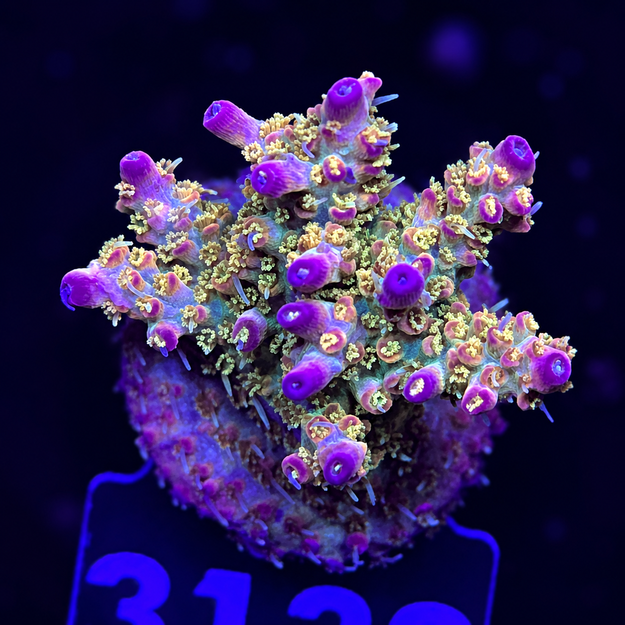 FMC Acropora vividis Confetti