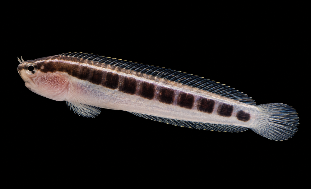 Ecsenius lineatus – Gestreifter Schleimfisch