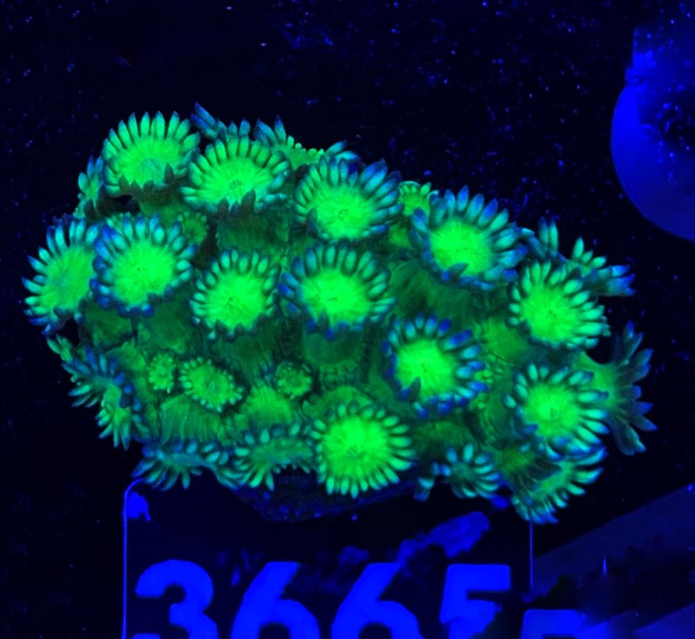 FMC Goniopora Toxic Green