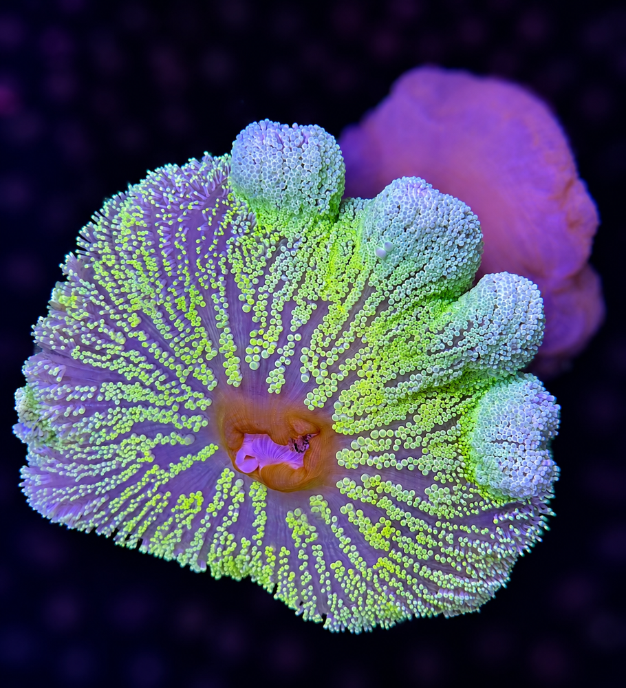 FMC Stichodactyla haddoni neon green