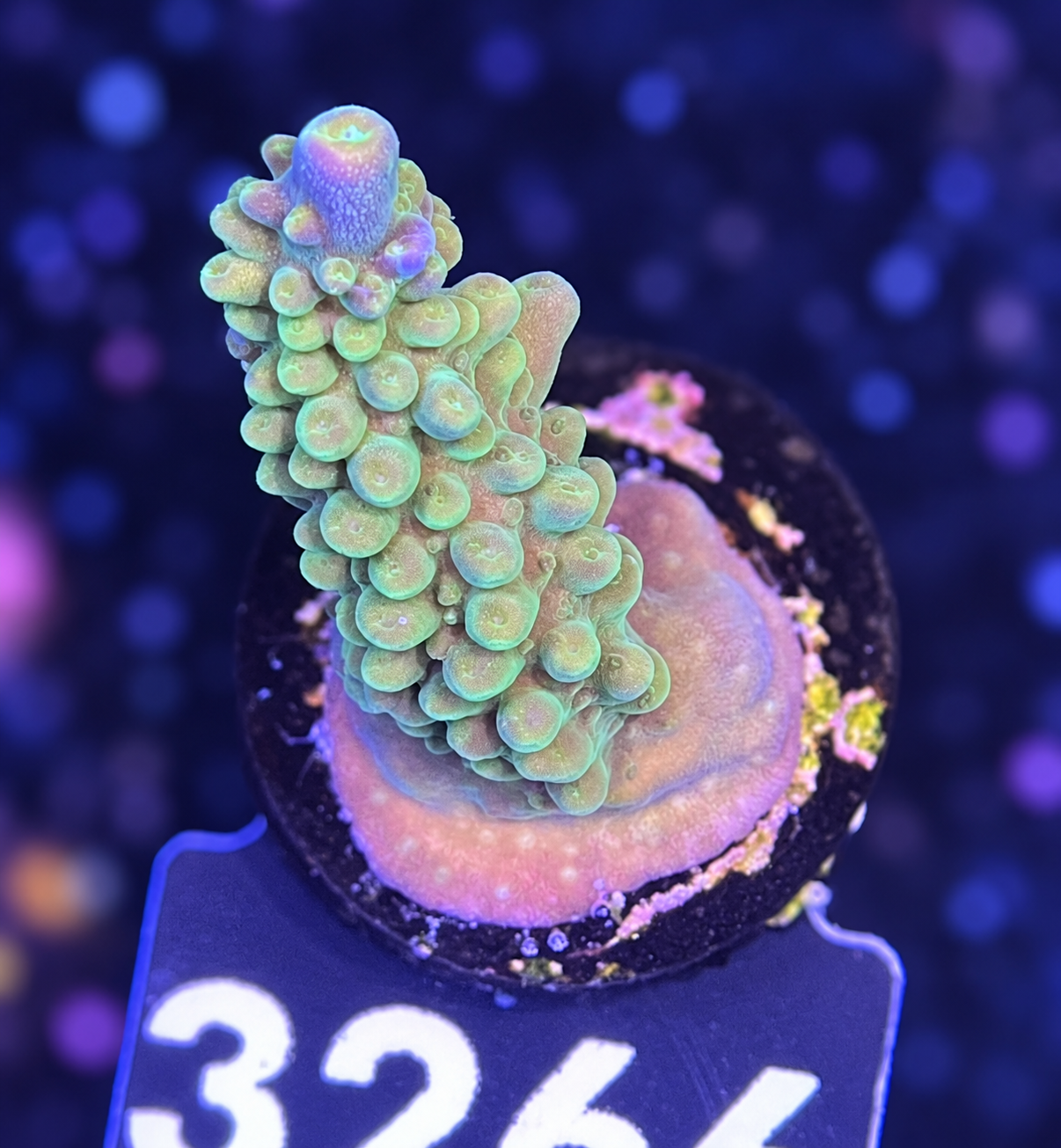 FMC Acropora secale Joker