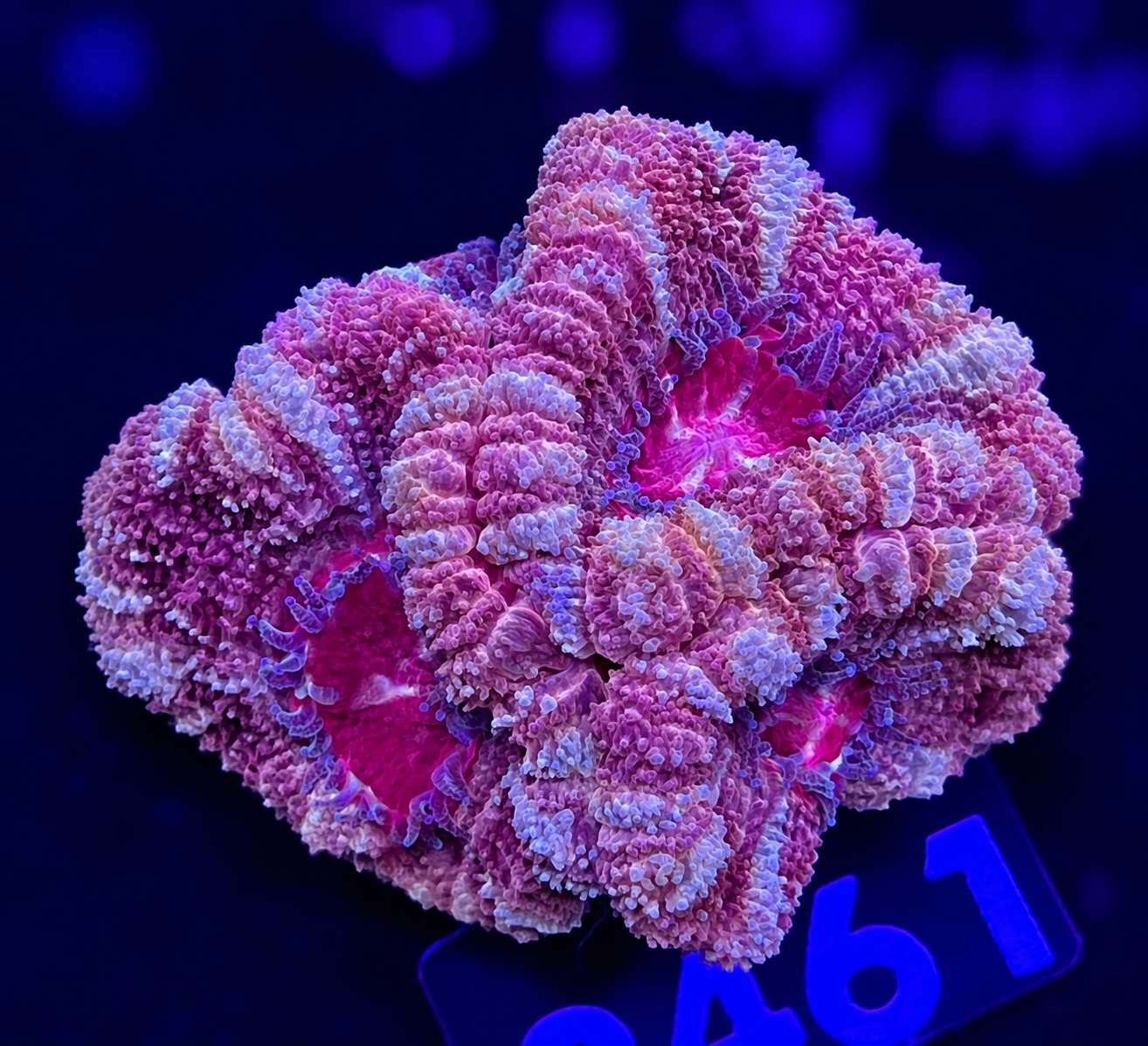 FMC Micromussa lordhowensis INDO