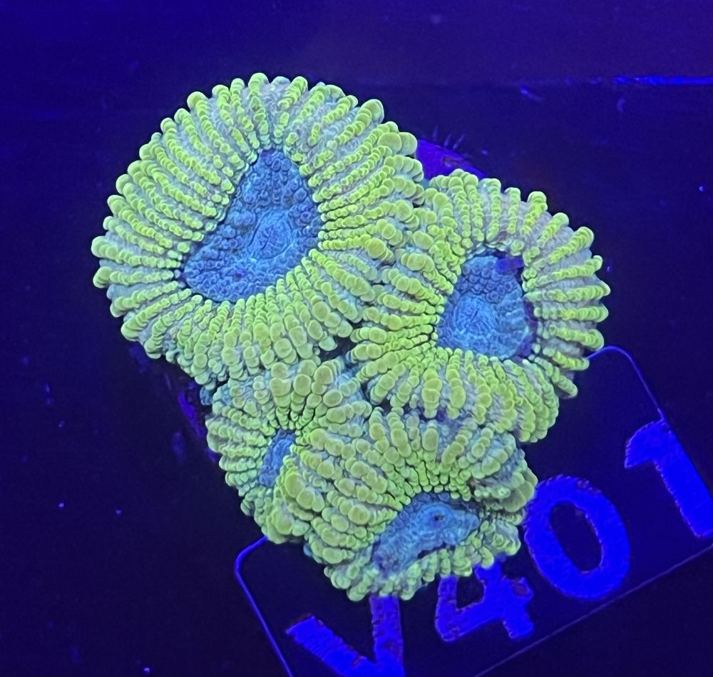 FMC Goniastrea grey center V