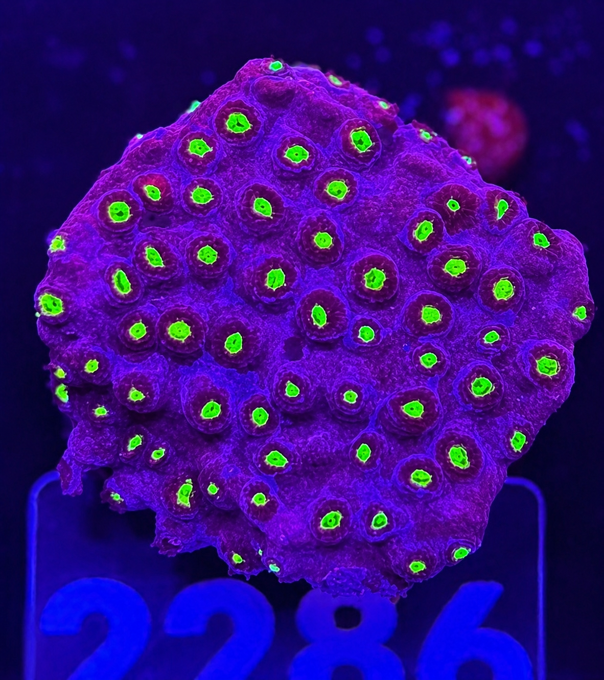 FMC Cyphastrea Fireflies V