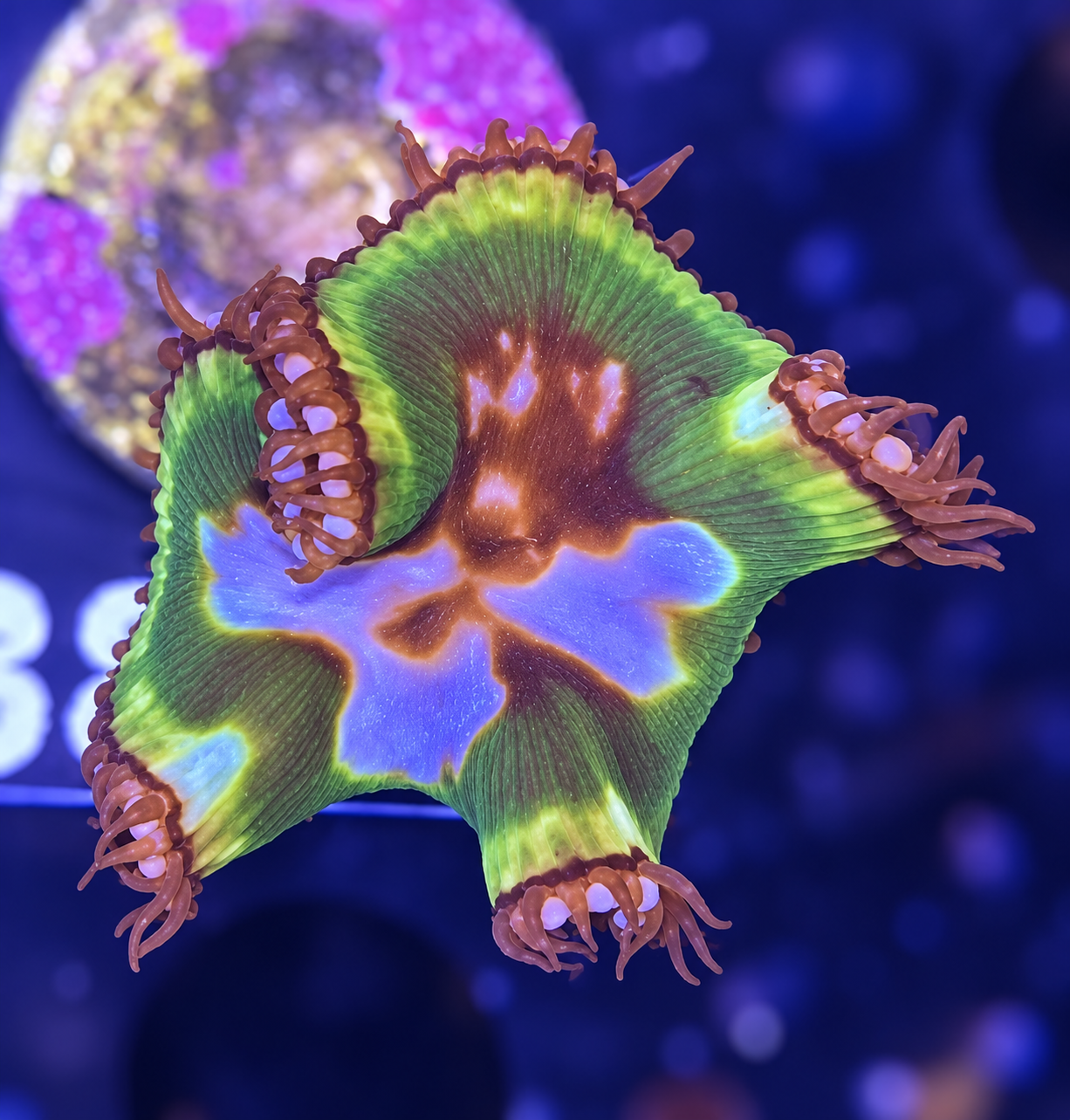 FMC Zoanthus Grandis