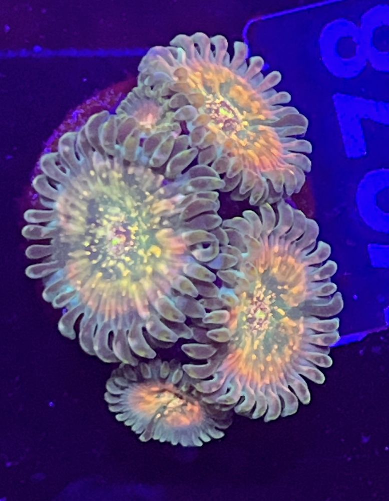 FMC Zoanthus Hawaiian People Eater 2-3 Polypen V