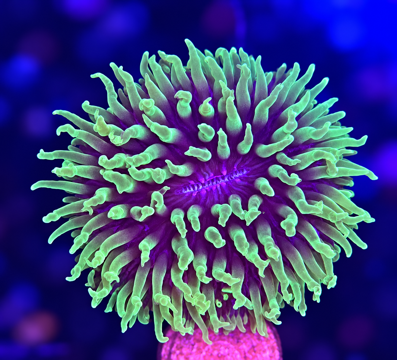 FMC Fungia green